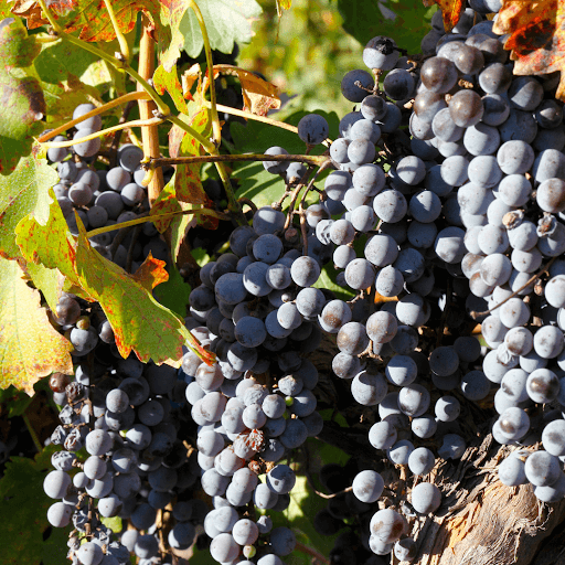 Grapes